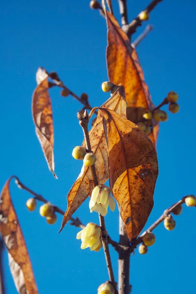 Chimonanthus Praecox Calycanthus Buisson Fleur Contre Ciel Bleu Fleurs Jaunes — Photo