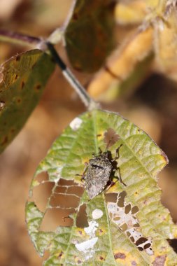 Kahverengi Marmorated Shield böceği sarı kuru soya yaprağında. Soya tarlasında Halyomorpha halys böceği 