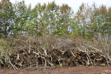 Kuzey İtalya 'da kesilen ağaçların olduğu ormansız bir bölgede.