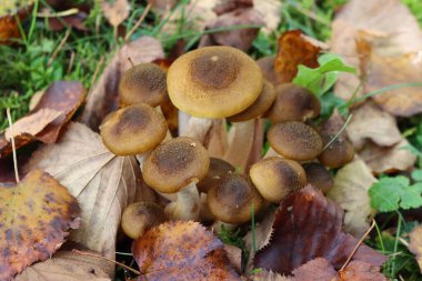 Ormandaki bal mantarı yığını. Armillaria mellea