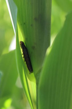 Armyworm güve larvası tarladaki Sorghum bitkisinin üzerinde. Mythimna unipuncta güvesi
