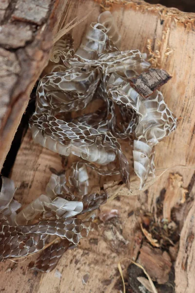 Caduta Pelle Serpente Asciutta Dopo Muffa Tronco Legno — Foto Stock