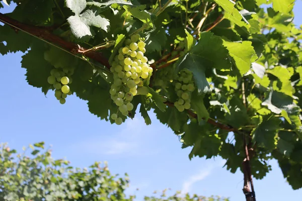 Uvas Blancas Maduras Viñedo Día Soleado Vitis Vinifera — Foto de Stock