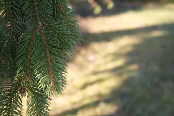 Dennenboom Tak Achtergrond — Stockfoto