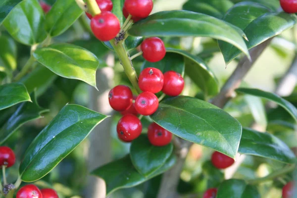 Holly Träd Med Röda Bär Och Gröna Blad — Stockfoto