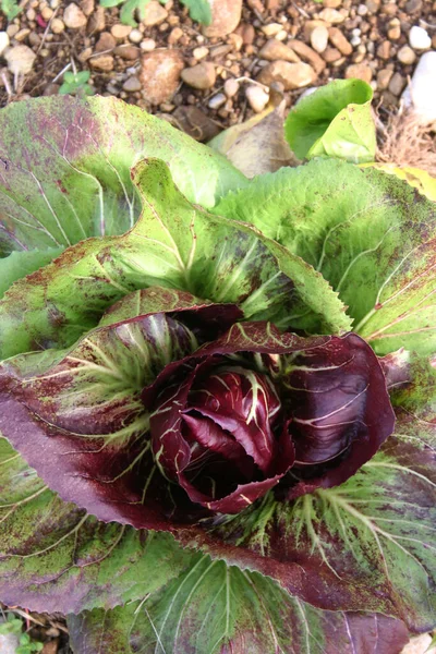 Chicorée Italienne Rouge Verte Appelée Radicchio Poussant Dans Potager Saison — Photo