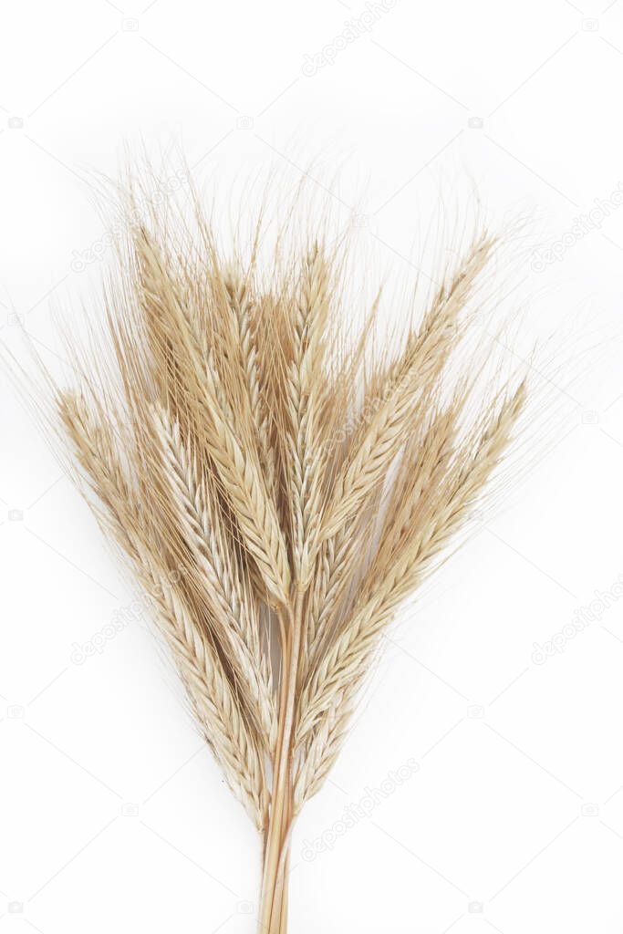 Rye ears on white. Cereal plant isolated on white background. Secale cereale