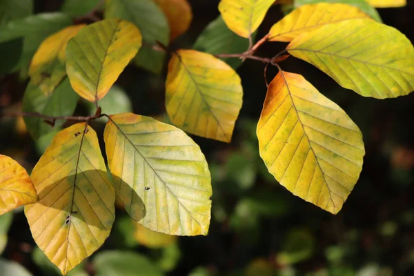 Hêtre Européen Avec Belles Feuilles Jaunes Soleil Automne Fagus Sylvatica — Photo