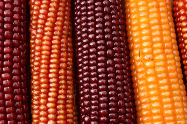 Крупный План Красочных Кукурузных Початков Текстуры Осенний Фон — стоковое фото