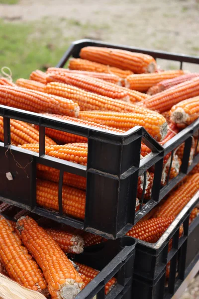Harvested Dry Colorful Corn Cobs Autumn Season — Stock Photo, Image