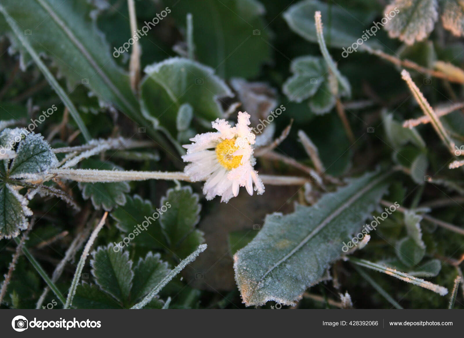 Frost Yellow White Common Daisy Flower Bellis Perennis Plant Winter Stock Photo By C Saratm Frost Yellow White Common Daisy Flower Bellis Perennis Plant Winter Stock Photo By C Saratm