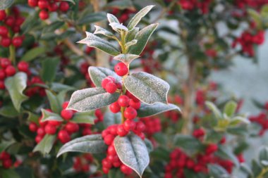 Holly 'nin dalında olgun kırmızı böğürtlenlerle buz var. Kışın Ilex Cornuta çalısı. Seçici odaklı Noel veya kış arkaplanı 