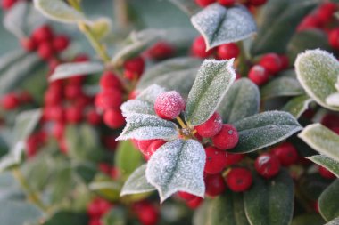 Holly 'nin dalında olgun kırmızı böğürtlenlerle buz var. Kışın Ilex Cornuta çalısı. Seçici odaklı Noel veya kış arkaplanı 