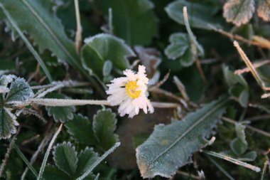 Sarı ve beyaz papatya çiçeğinin üzerindeki karlar. Kışın Bellis Perennis bitkisi 