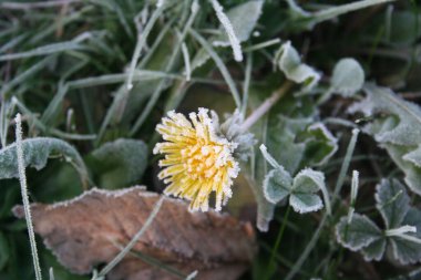 Çayırdaki sarı karahindiba çiçeğinin üzerindeki buz. Kış mevsiminde Taraxacum nihai bitkisi