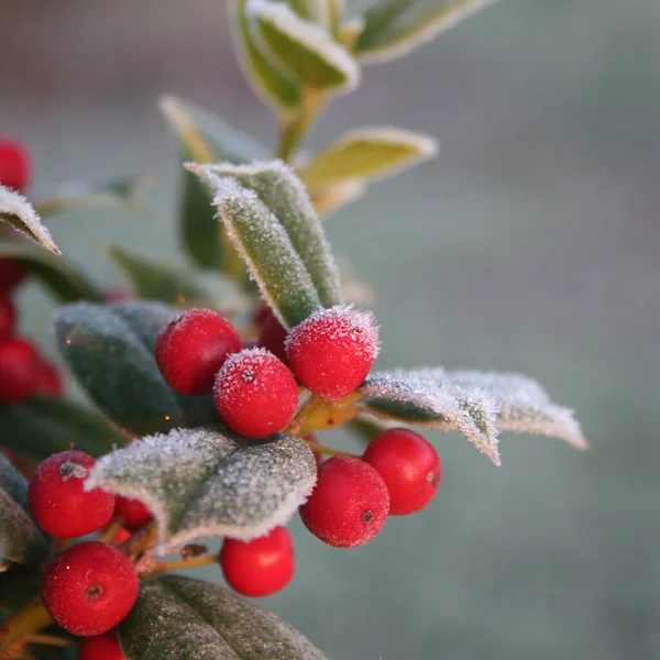 Close Frost Holly Branch Ripe Red Berries Ilex Cornuta Bush — Stock Photo, Image