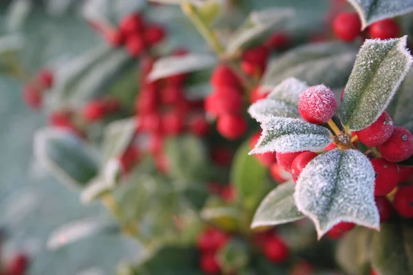 Frost Holly Branch Ripe Red Berries Ilex Cornuta Bush Winter — Stock Photo, Image