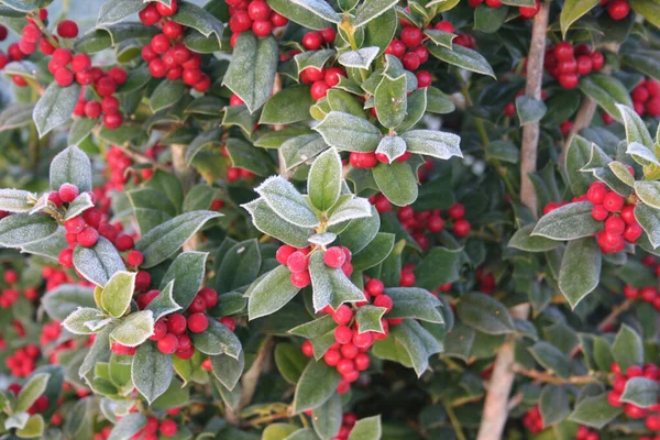 Frost Rama Holly Con Bayas Rojas Maduras Arbusto Ilex Cornuta —  Fotos de Stock