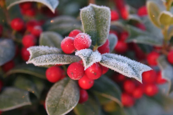 Frost Holly Branch Ripe Red Berries Ilex Cornuta Bush Winter — Stock Photo, Image