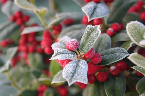 Frost Holly Tak Met Rijpe Rode Bessen Ilex Cornuta Bush — Stockfoto