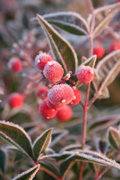 Nandina Domestica Busch Der Winter Vom Frost Bedeckt Ist Frost — Stockfoto