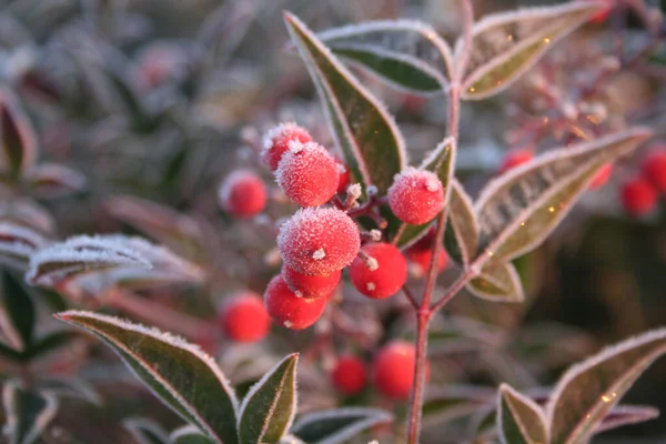 Nandina Domestica Bush Covered Frost Winter Frost Heavenly Bamboo Ripe — Stock Photo, Image