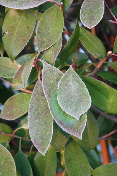 Zbliżenie Mrozu Krzew Czerwonej Robin Photinia Ogrodzie Sezonie Zimowym — Zdjęcie stockowe