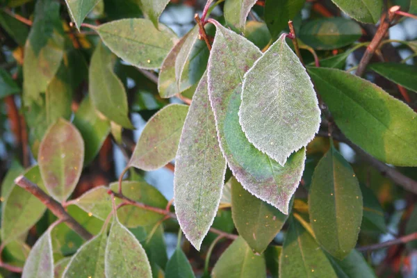 Närbild Frost Red Robin Photinia Buske Trädgården Vintersäsongen — Stockfoto