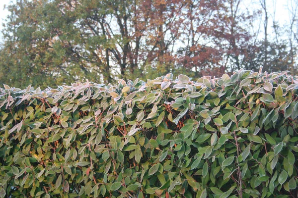 겨울에는 정원에 산울타리 — 스톡 사진