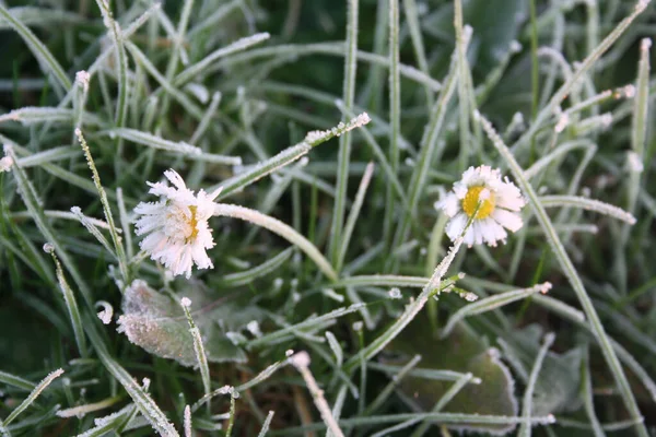 Frost Gul Och Vit Vanlig Tusensköna Blomma Bellis Perennis Växt — Stockfoto