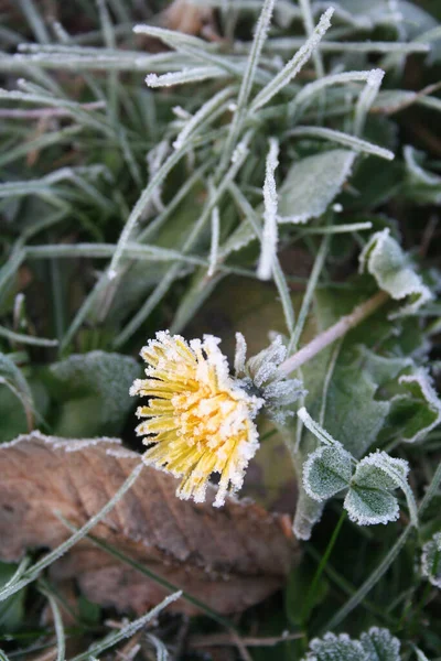 Geada Flor Dente Leão Amarela Prado Taraxacum Officinale Planta Inverno — Fotografia de Stock