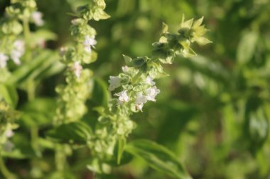 Basil bitkisine yakın plan, dalında küçük beyaz bir çiçek var. Seçici odak üzerine Ocimum bazilika