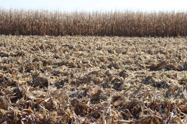 Güneşli bir sonbahar gününde mısır tarlasını kes. Tarım mısır tarlası 