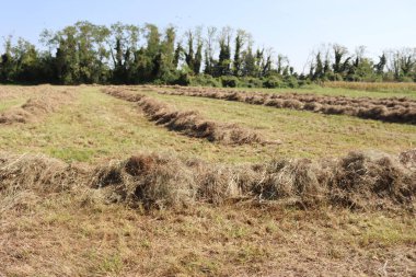 Güneşli bir yaz gününde tarlada saman kes. Kuzey İtalya 'da hasat edilen çayır