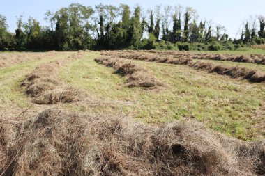 Güneşli bir yaz gününde tarlada saman kes. Kuzey İtalya 'da hasat edilen çayır