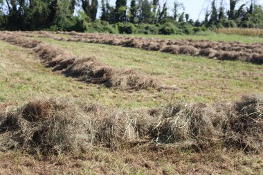 Güneşli bir yaz gününde tarlada saman kes. Kuzey İtalya 'da hasat edilen çayır