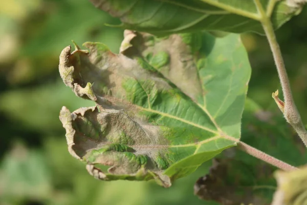 緑の面の病気の枝に残します ダウニー病上のPlatanus Ocidentalis木 — ストック写真