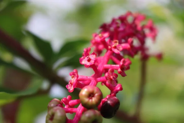 Zbliżenie Owoców Phytolacca Americana Fioletowymi Różowymi Jagodami Roślina Pokeweed Ogrodzie — Zdjęcie stockowe