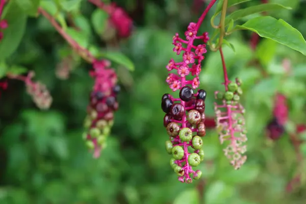 Zbliżenie Owoców Phytolacca Americana Fioletowymi Różowymi Jagodami Roślina Pokeweed Ogrodzie — Zdjęcie stockowe