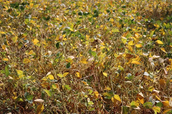 Campo Soia Verde Giallo Una Giornata Autunnale Soleggiata Glicina Max — Foto Stock