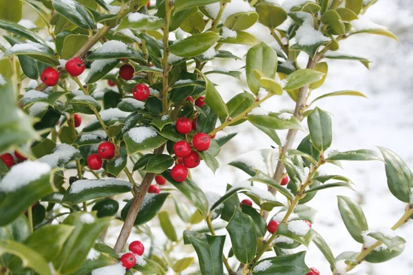 Holly Bush Red Berries Covered Snow Winter Season Ilex Aquifolium — Stock Photo, Image