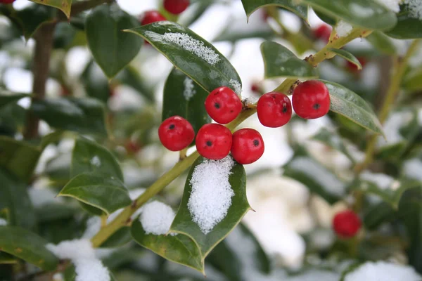 Boschetto Agrifoglio Con Bacche Rosse Ricoperte Neve Nella Stagione Invernale — Foto Stock