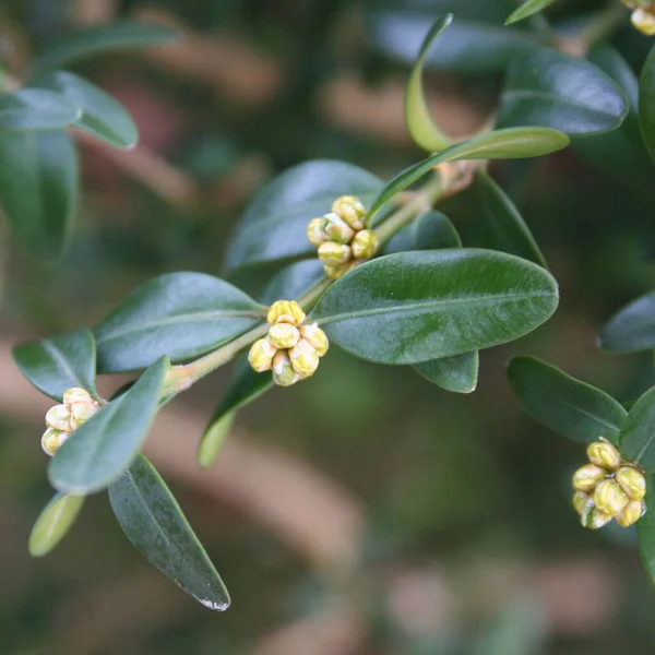 黄色の花とBoxwoodブッシュ 春にはブクサス セパーヴィレン — ストック写真