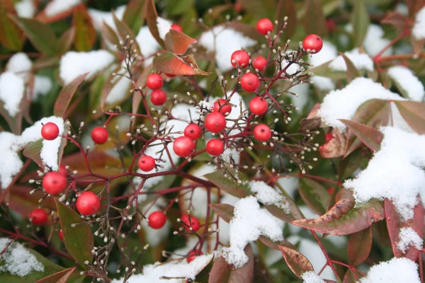 Heavenly Bamboo Covered Snow Nandina Domestica Red Berries Winter Garden — Stock Photo, Image