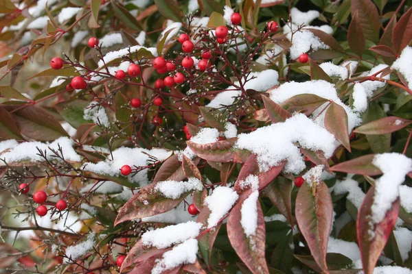 Heavenly Bamboo Covered Snow Nandina Domestica Red Berries Winter Garden — Stock Photo, Image