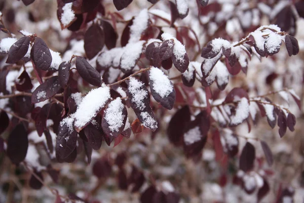 Loropetalum Chinense Rubrum Chinese Pin Cubierto Nieve Hamamelis Japonica Jardín — Foto de Stock