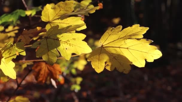 Árvore Bordo Campo Com Folhas Amarelas Outono Acer Campestre Jardim — Vídeo de Stock