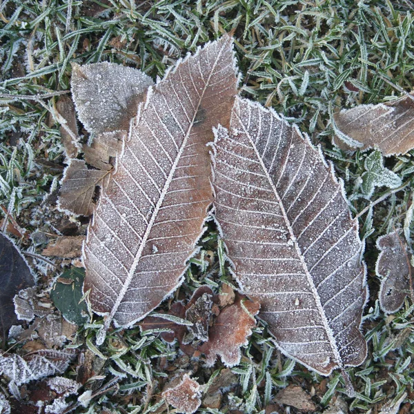 Mróz Brązowy Suchy Liść Zielony Trawa Zimowy Sezon Tło Zimowe — Zdjęcie stockowe