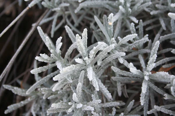 Frost Levendula Bokorban Téli Kertben Lilandula — Stock Fotó