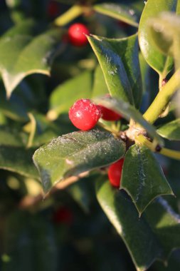 Şafak vakti bahçede kırmızı meyvelerle, Holly Bush 'un üzerindeki buzun yakın plan çekimi.